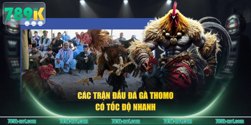 Các trận đấu Đá Gà Thomo có tốc độ nhanh 